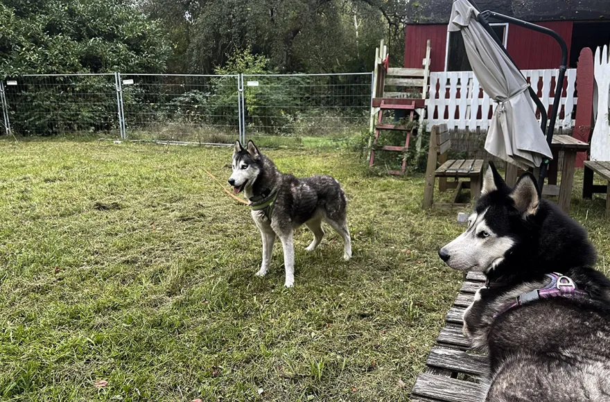 Husky Erlebnistag Neureut-Karlsruhe
