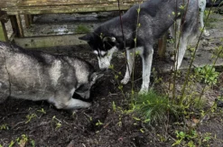 Husky Erlebnistag Neureut-Karlsruhe