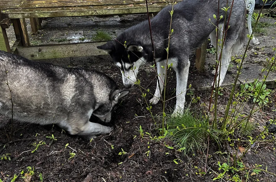 Husky Erlebnistag Neureut-Karlsruhe