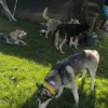 Husky Knuddelzeit in Goch