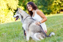Husky Knuddelzeit in Goch