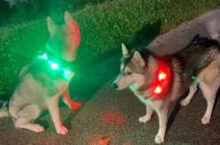 Husky Nachtwanderung Neuschwanstein