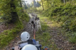 Husky Schlittenhundefahrt Ermenswil