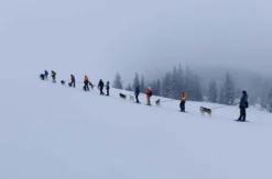 Husky Schneeschuhtrekking