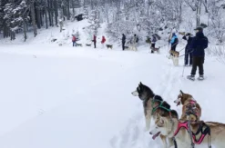 Husky Schneeschuhtrekking Postalm für 2