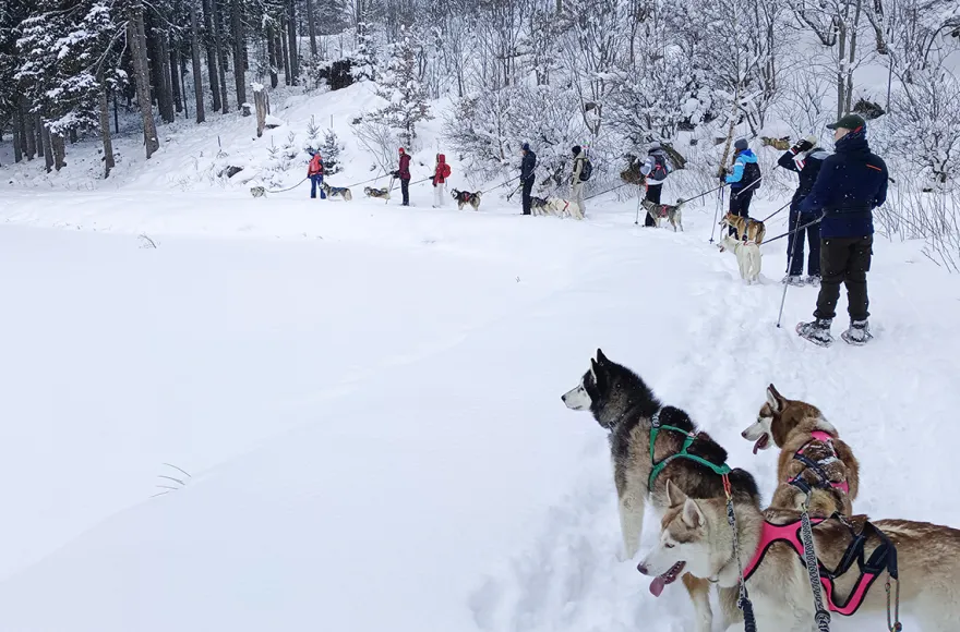 Husky Schneeschuhtrekking Postalm für 2