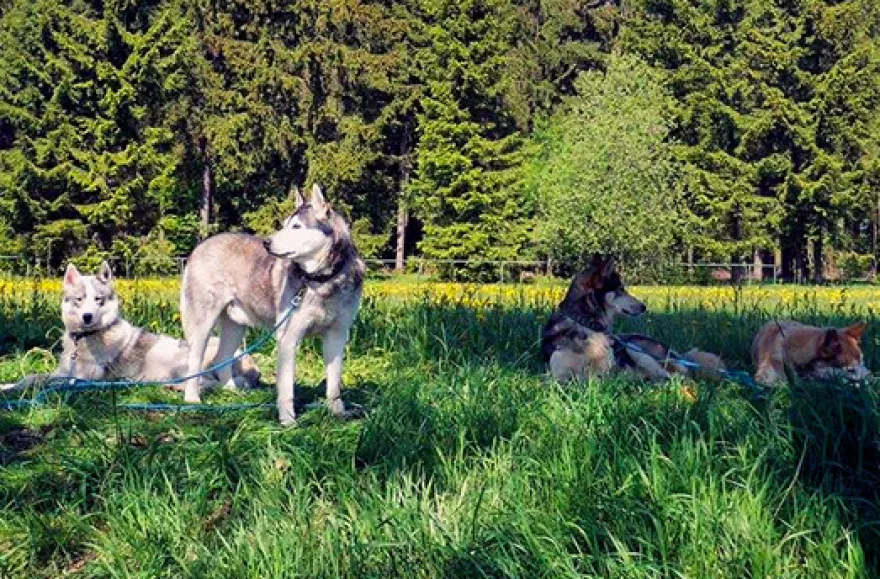 Husky Sommercamp mit Outdoor-Übernachtung Raum Ulm für 2
