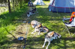 Husky Sommercamp mit Outdoor-Übernachtung Raum Ulm für 2