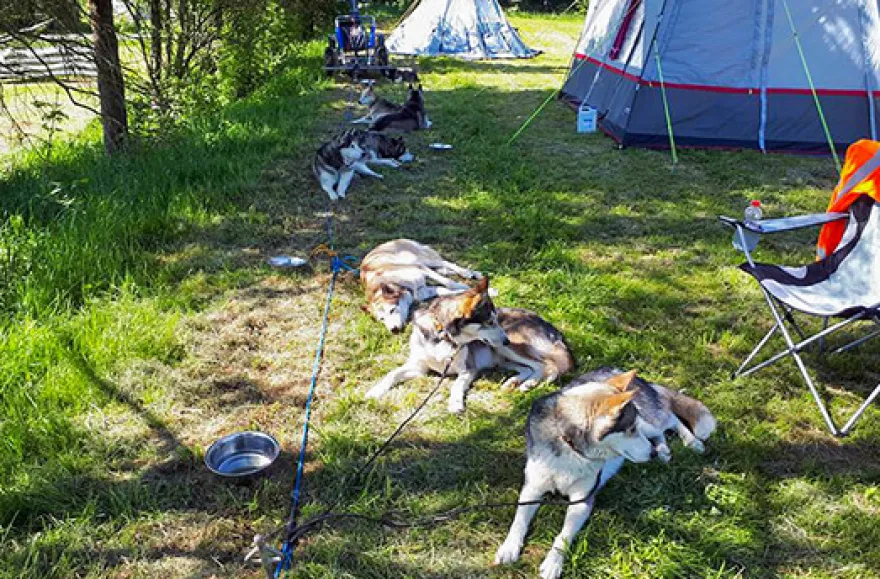 Husky Sommercamp mit Outdoor-Übernachtung Raum Ulm für 2