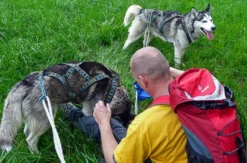 Husky Sommercamp mit Outdoor-Übernachtung Raum Ulm für 2