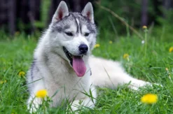Husky Sommercamp mit Outdoor-Übernachtung Raum Ulm für 2