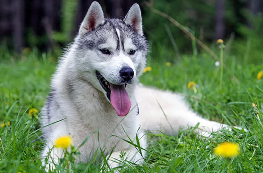 Husky Sommercamp mit Outdoor-Übernachtung Raum Ulm für 2