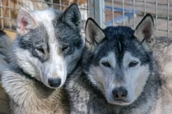 Husky Sommercamp mit Outdoor-Übernachtung Raum Ulm für 2