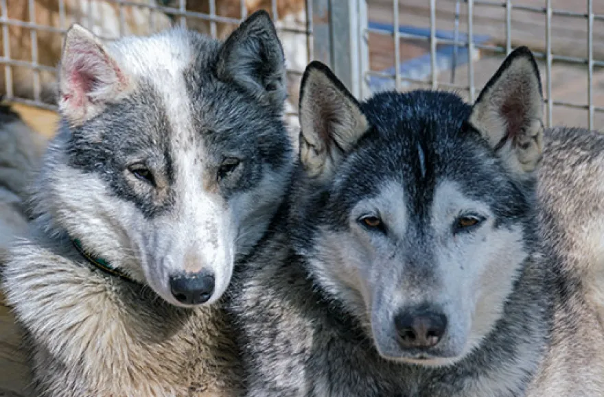Husky Sommercamp mit Outdoor-Übernachtung Raum Ulm für 2