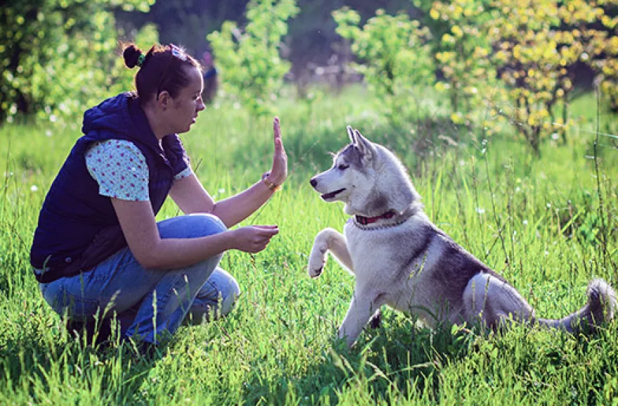 Husky Sommercamp mit Outdoor-Übernachtung Raum Ulm für 2