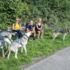 Husky Tagesausflug Bettmaringen
