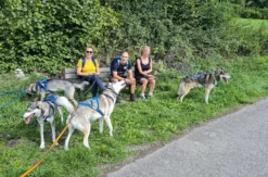 Husky Tagesausflug Bettmaringen