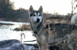 Husky Tagesausflug Bettmaringen
