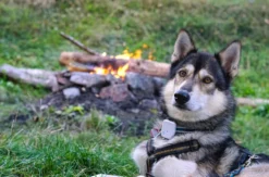 Husky Tagesausflug Bettmaringen