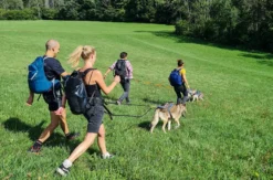 Husky Tagesausflug Bettmaringen