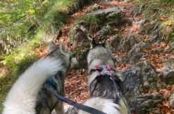 Husky Tour Neuschwanstein