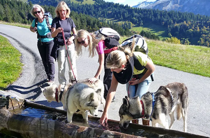 Husky-Trekking am Walensee