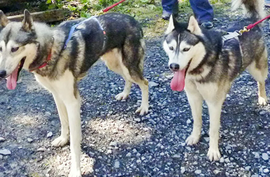 Husky-Trekking am Walensee