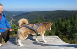 Husky-Trekking Bad Herrenalb