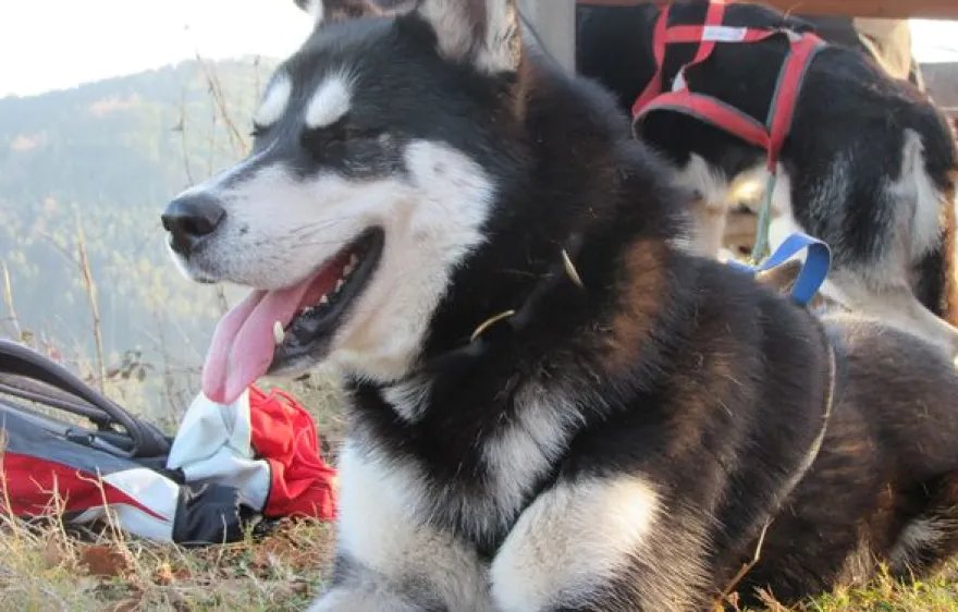 Husky-Trekking Bad Herrenalb