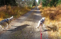 Husky-Trekking Bad Herrenalb