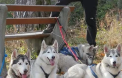 Husky-Trekking Bad Herrenalb