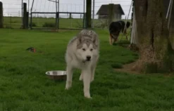Husky Trekking Goch