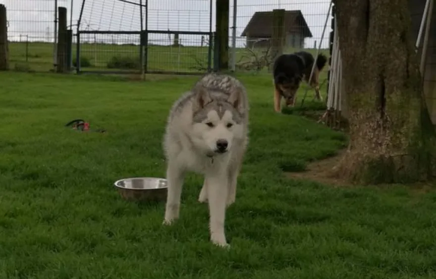 Husky Trekking Goch