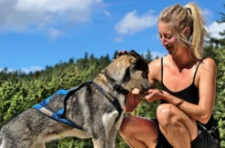 Husky-Trekking im Schwarzwald