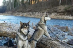 Husky-Trekking im Schwarzwald