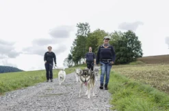 Husky-Trekking im Schwarzwald