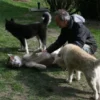 Husky Trekking Kollnburg