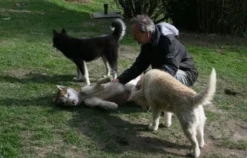 Husky Trekking Kollnburg