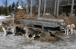 Husky Trekking Kollnburg