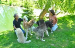 Husky Trekking Kollnburg
