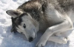 Husky Trekking Kollnburg