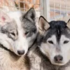 Husky-Trekking Mödingen