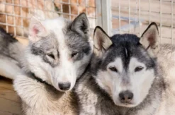 Husky-Trekking Mödingen