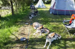 Husky-Trekking Mödingen