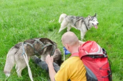 Husky-Trekking Mödingen