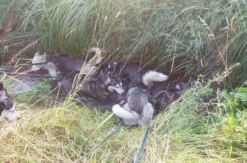 Husky-Trekking Mödingen