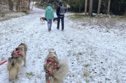 Husky Trekking Neumarkt in der Oberpfalz