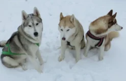 Husky Trekking Thanstein