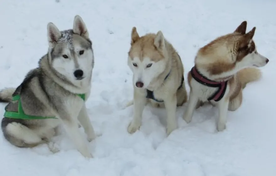 Husky Trekking Thanstein
