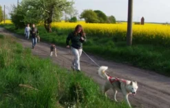 Husky Trekking Werder